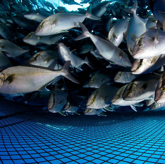 Ứng dụng máy tạo oxy PSA